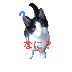 [LINEスタンプ] 友達の猫