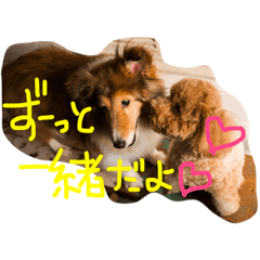 [LINEスタンプ] シェルティALBAとトイプードルCOCOA