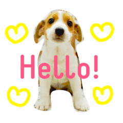 [LINEスタンプ] ジャックラッセルテリアのルイ