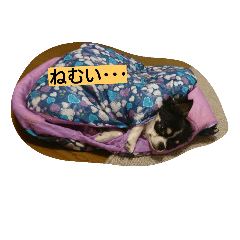 [LINEスタンプ] チワワ レオくん