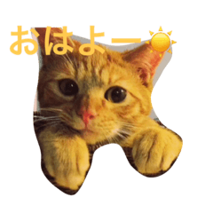 [LINEスタンプ] 茶とらのコパン