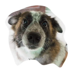 [LINEスタンプ] doggyTT