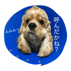 [LINEスタンプ] 癒しのコッカー