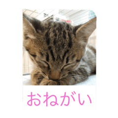 [LINEスタンプ] MIX猫ゆず