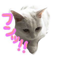 [LINEスタンプ] ウチのねこさん