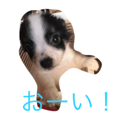 [LINEスタンプ] 犬猫スタンプ 子犬もいるよ！！