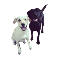 [LINEスタンプ] mono tone-Labrador Retriever