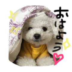 [LINEスタンプ] ふわもこコンビ