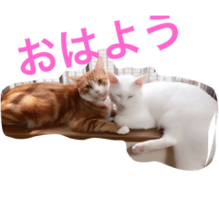 [LINEスタンプ] こじとら兄弟