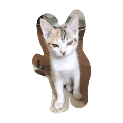 [LINEスタンプ] 飼い猫の名前