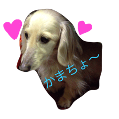 [LINEスタンプ] 愛犬君の気持ち