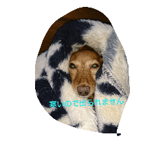 [LINEスタンプ] 我が家のチェリゾーさん