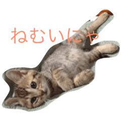 [LINEスタンプ] rinrincat