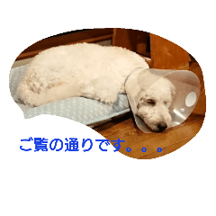 [LINEスタンプ] 毒ロビン