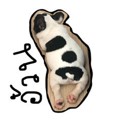 [LINEスタンプ] alice chihuahua and Sai aua frenchie