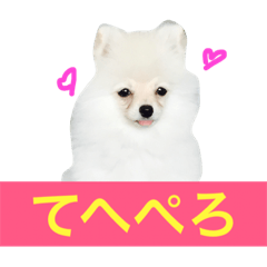 [LINEスタンプ] milion pomeranian no.2