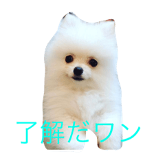 [LINEスタンプ] ミリオン ポメラニアン