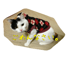 [LINEスタンプ] 三毛猫のくぅちゃん