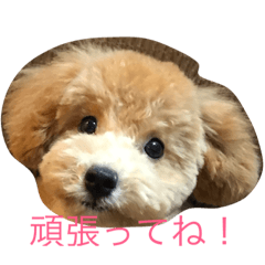 [LINEスタンプ] 愛しのプードル物語