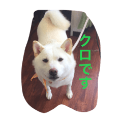 [LINEスタンプ] クロさんの呟き