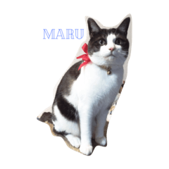[LINEスタンプ] まるとむくときん