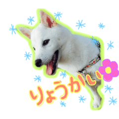 [LINEスタンプ] 白柴＊ぽぽ