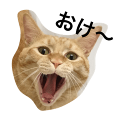 [LINEスタンプ] ネコのちーすけ