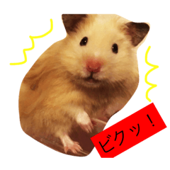 [LINEスタンプ] キンクマハムスターのさんぴん