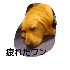 [LINEスタンプ] いぬ達
