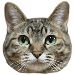 [LINEスタンプ] うちの猫が一番可愛い。