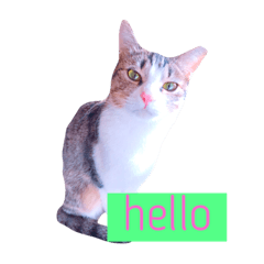 [LINEスタンプ] 可愛い猫たち♡