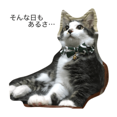 [LINEスタンプ] さばとら猫の涼太郎くん