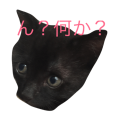 [LINEスタンプ] 黒猫ハニくん