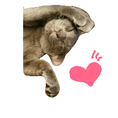 [LINEスタンプ] グレー猫グレオくん