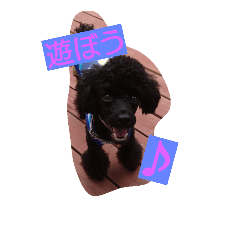 [LINEスタンプ] 愛犬ミッキーの日常使える激かわスタンプの画像（メイン）
