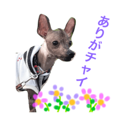 [LINEスタンプ] チャイクレ集合！（チャイ語）