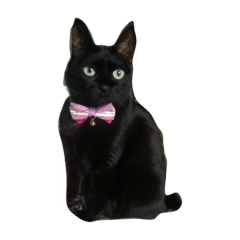 [LINEスタンプ] 黒猫みーちゃん