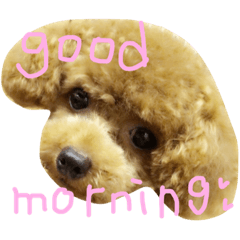 [LINEスタンプ] 可愛い動物たち。あいさつ☆彡