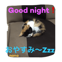 [LINEスタンプ] 三毛猫 nana 02