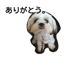 [LINEスタンプ] シーズー犬 かのん2の画像（メイン）