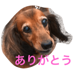 [LINEスタンプ] ミニチュアダックスフンドのココちゃん