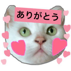 [LINEスタンプ] みるく と いっしょ