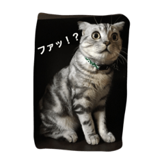[LINEスタンプ] スコティッシュフォールドの銀と凪