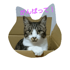 [LINEスタンプ] my cat！！！！！