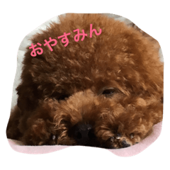 [LINEスタンプ] トイプー こた