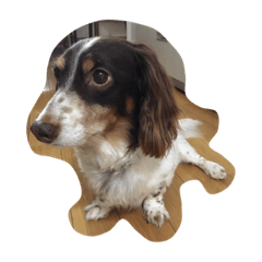 [LINEスタンプ] 犬のりゅうちゃん