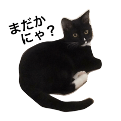 [LINEスタンプ] ソックス猫のつぐたん