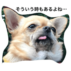 [LINEスタンプ] ぽっちゃりチワワのこむぎ