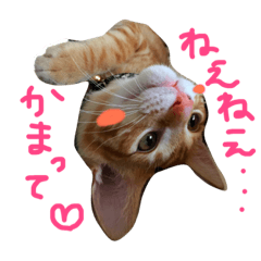 [LINEスタンプ] 茶トラ猫好き♡さんへ捧ぐヨギくんスタンプ