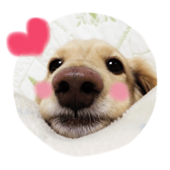 [LINEスタンプ] Normal dog's the second stamp！